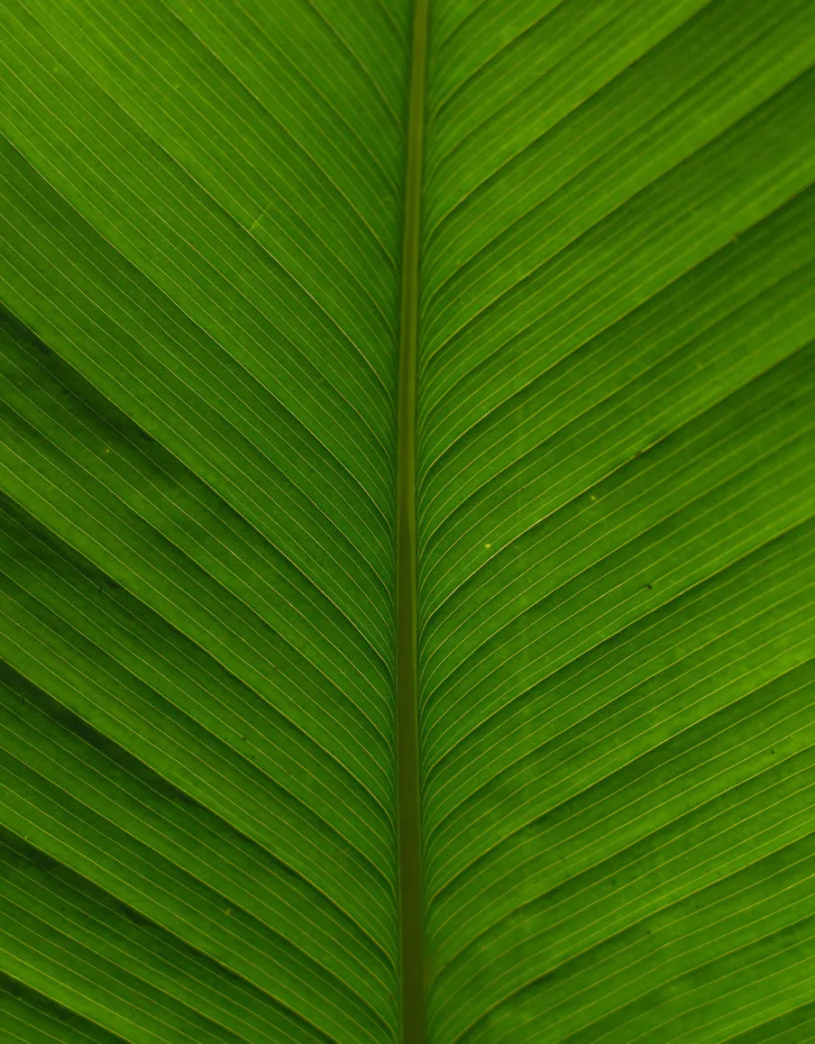 Leaf macro photo