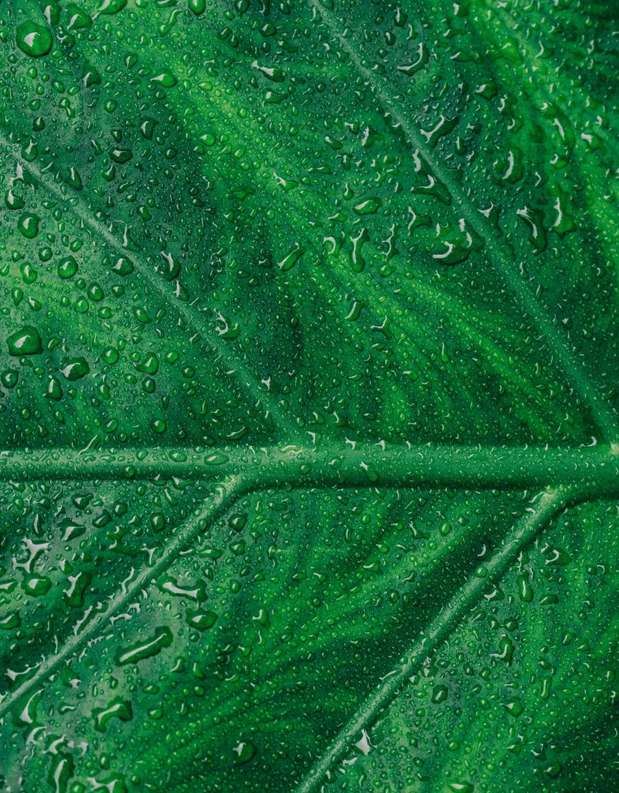 Leaf macro photo with droplets