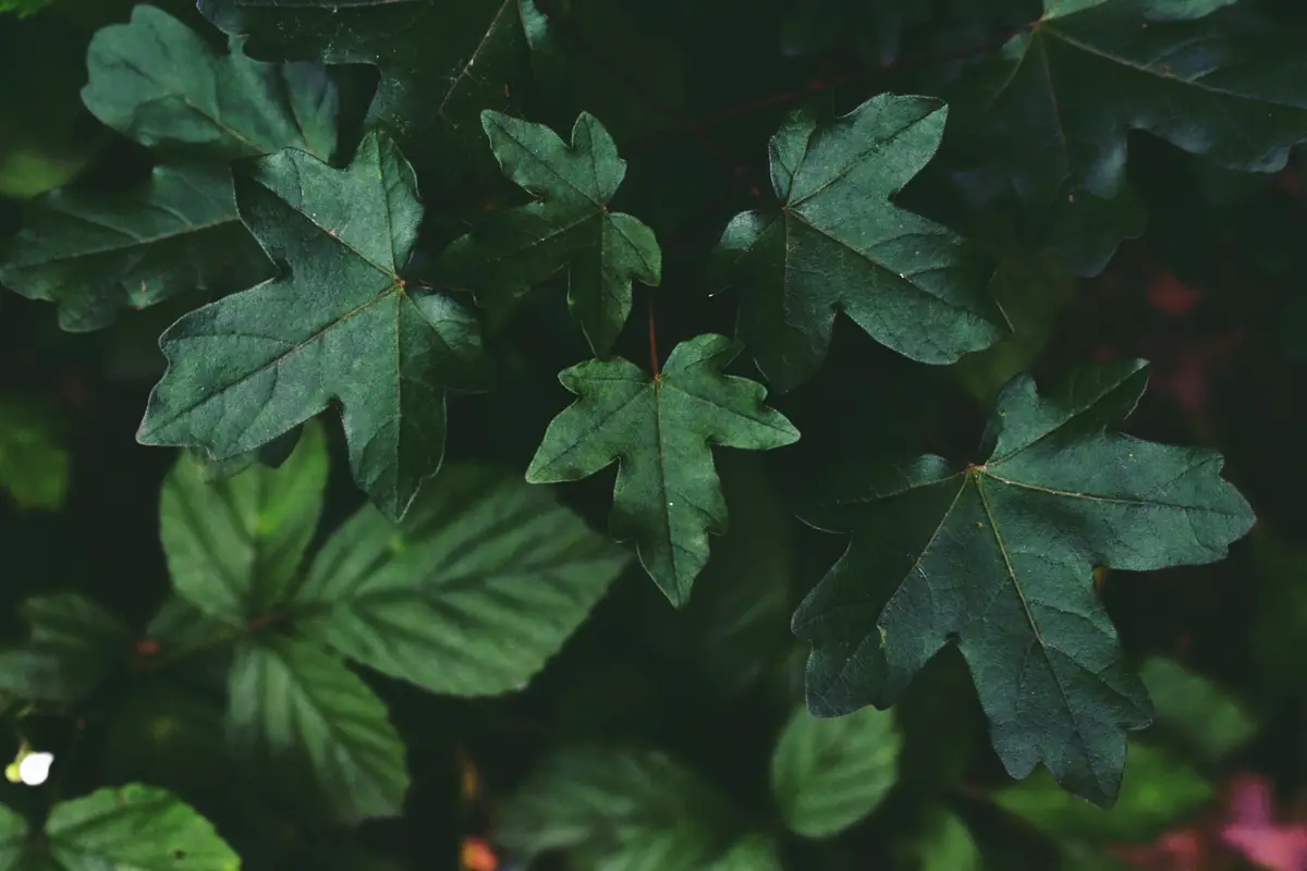 Small and large field maple leaves against a dark background
