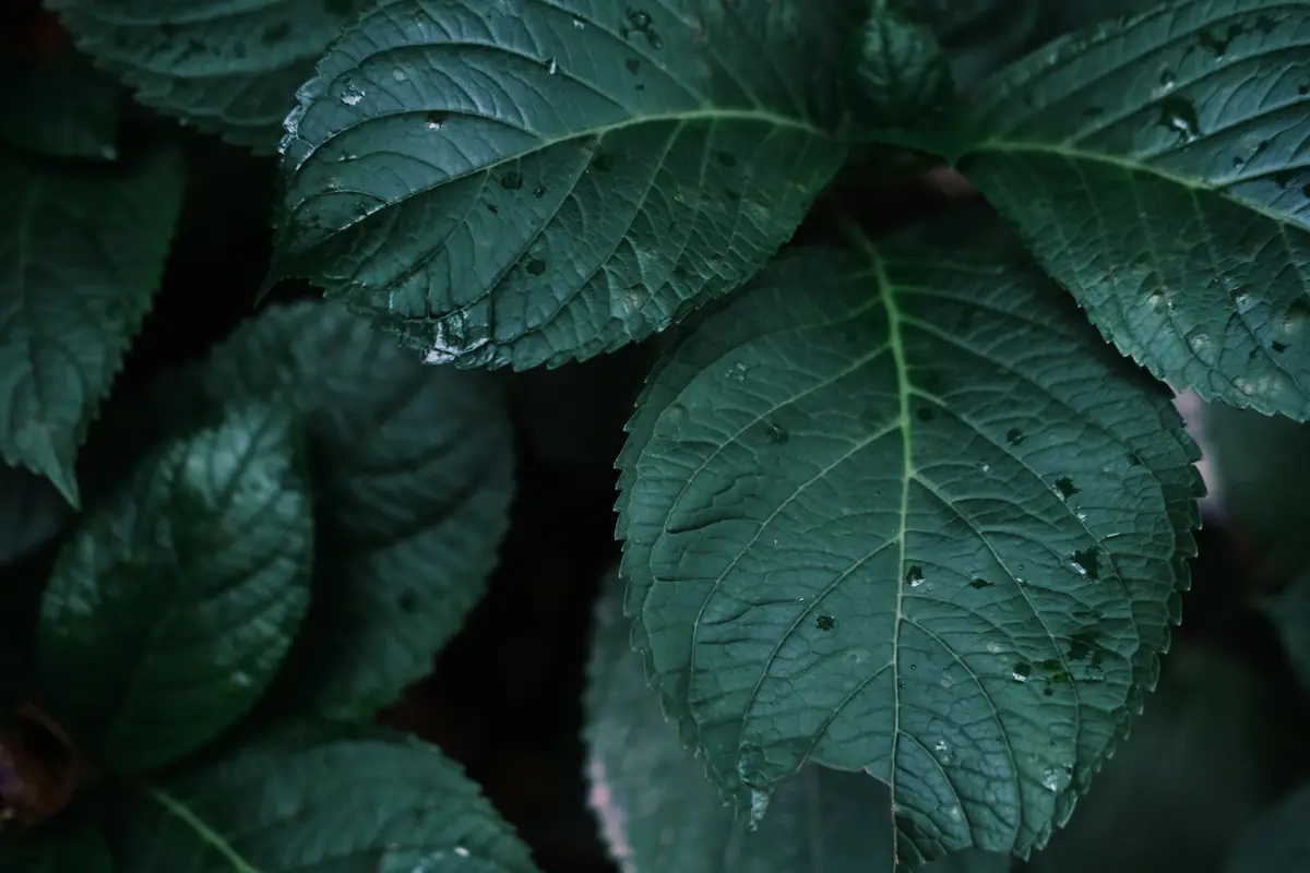 Close-up of dark green hydrangea leaves with raindrops